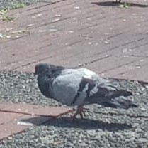 Columba livia