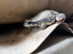 Litoria electrica