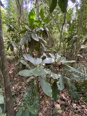 Conchocarpus macrophyllus
