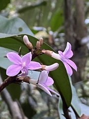 Conchocarpus macrophyllus