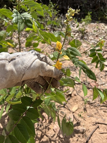 Senna occidentalis image