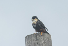 Falco rufigularis