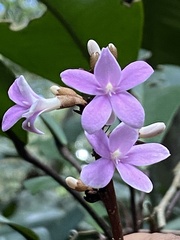 Conchocarpus macrophyllus