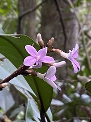Conchocarpus macrophyllus
