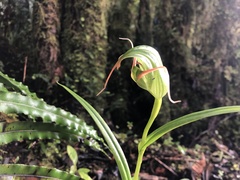 Pterostylis patens