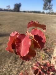 Pyrus calleryana
