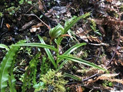 Pterostylis patens