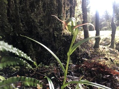 Pterostylis patens