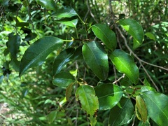 Excoecaria dallachyana