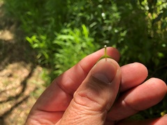 Excoecaria dallachyana