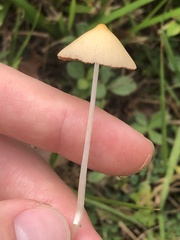 Conocybe