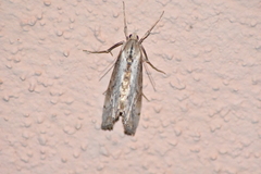 Evergestis isatidalis