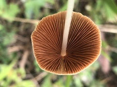Conocybe