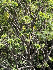 Cnidoscolus aconitifolius