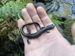 Plethodon dunni