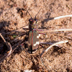 Cicindela hybrida