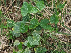 Cucurbita argyrosperma