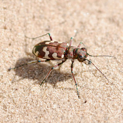 Cicindela hybrida