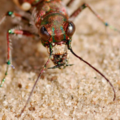 Cicindela hybrida