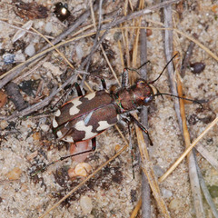Cicindela hybrida
