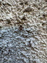 Latrodectus geometricus