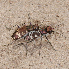 Cicindela hybrida