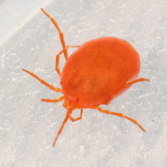 Hydryphantes