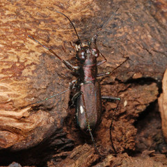Cylindera germanica