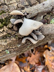 Auricularia