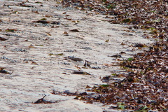 Charadrius hiaticula