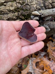 Auricularia
