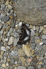 Noctuana lactifera bipuncta