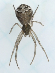 Tmarus angulatus
