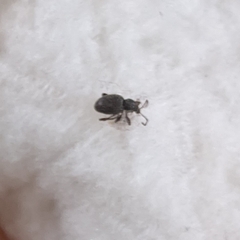 Entiminae