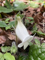 Sinningia richii