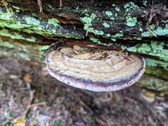 Fomitopsidaceae