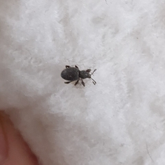 Entiminae