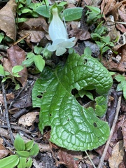 Sinningia richii