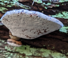 Fomitopsidaceae