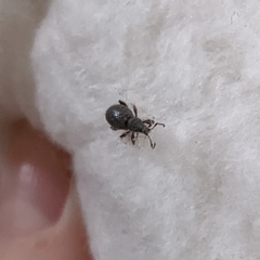 Entiminae