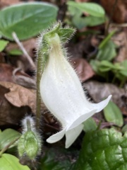 Sinningia richii
