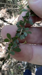 Phyllanthus microcladus