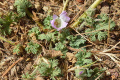 Sphaeralcea purpurata