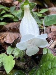 Sinningia richii