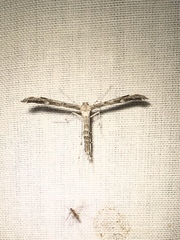 Hellinsia inquinatus