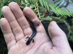 Plethodon dunni