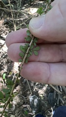 Phyllanthus microcladus