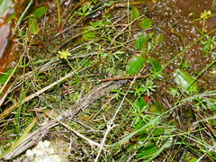 Ranunculus glabrifolius