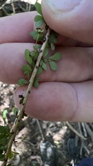 Phyllanthus microcladus