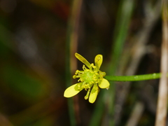 Ranunculus glabrifolius